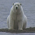 Polar bear