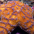 ocean acidification