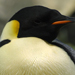 Emperor penguin