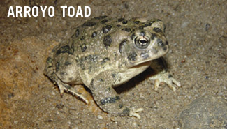Arroyo toad