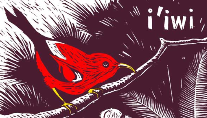 Illustration of a red Hawaiian bird on a branch, with the word 'i'iwi'