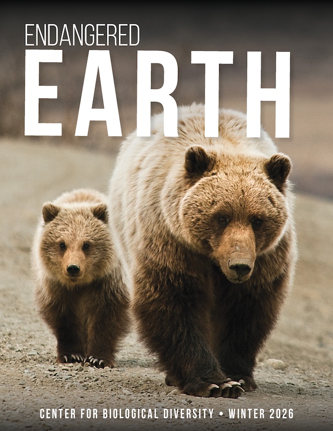 Membership newsletter cover, mother and baby bear