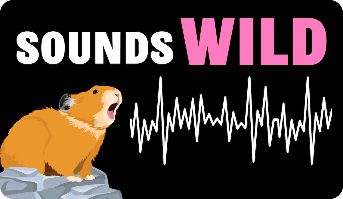 Logo showing an illustration of a pika and the words SOUNDS WILD