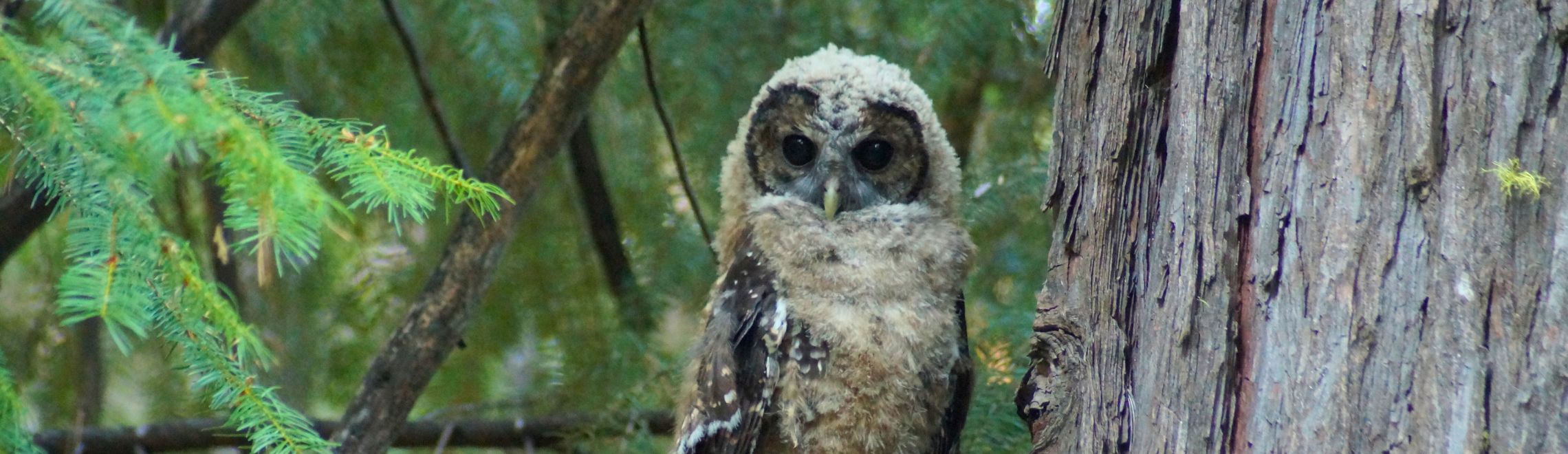 California spotted owl in the forest