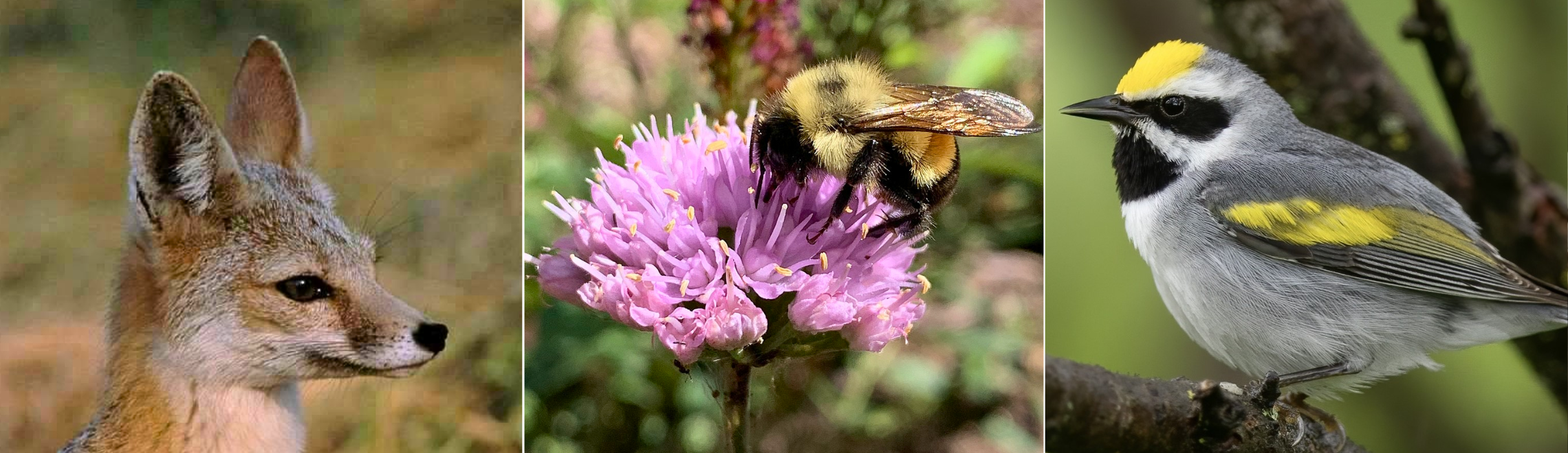 Collage of a San Joaquin kit fox, rusty-patched bumblebee, and golden-winged warbler
