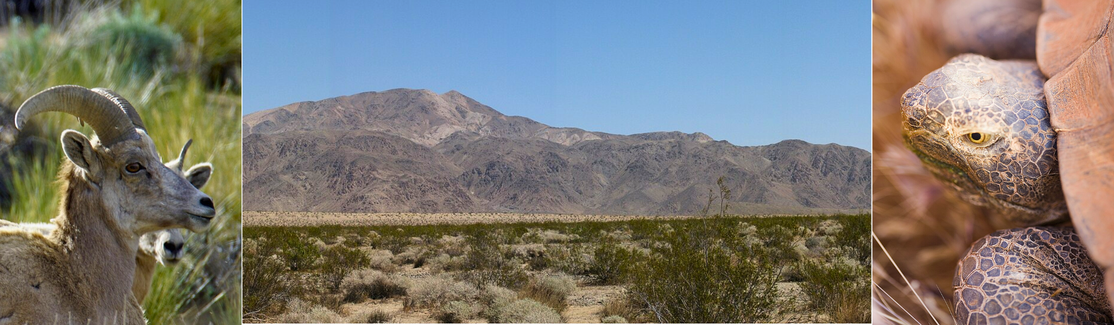 Collage showing Sierra Nevada bighorn sheep head, the Pinto Mountains, and a desert tortoise face