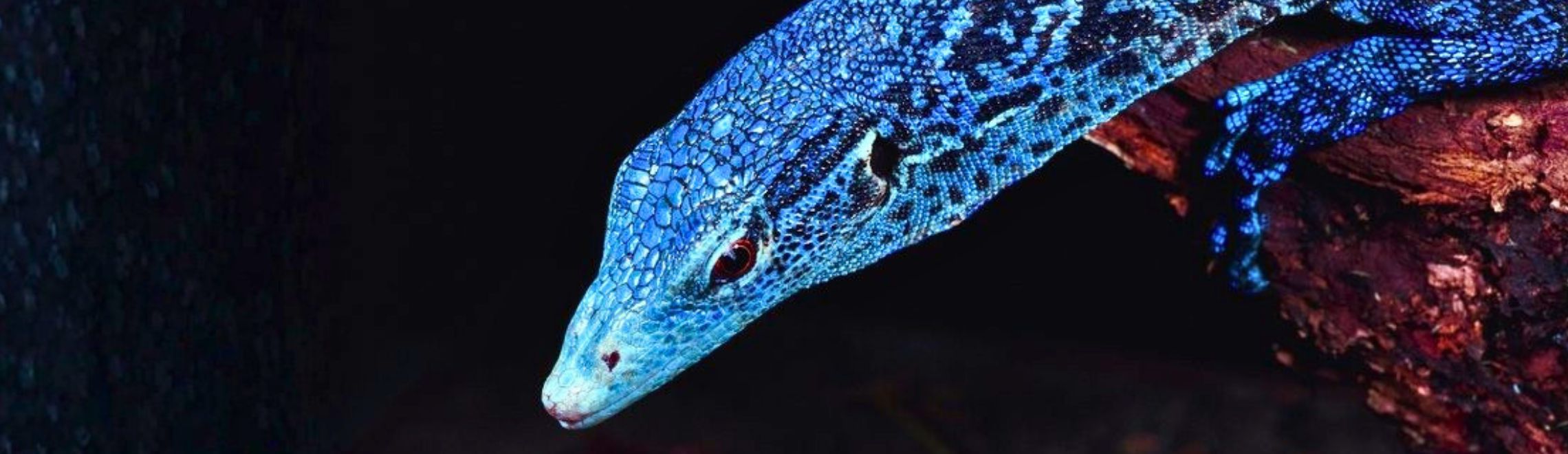 Blue tree monitor lizard up close against a back background