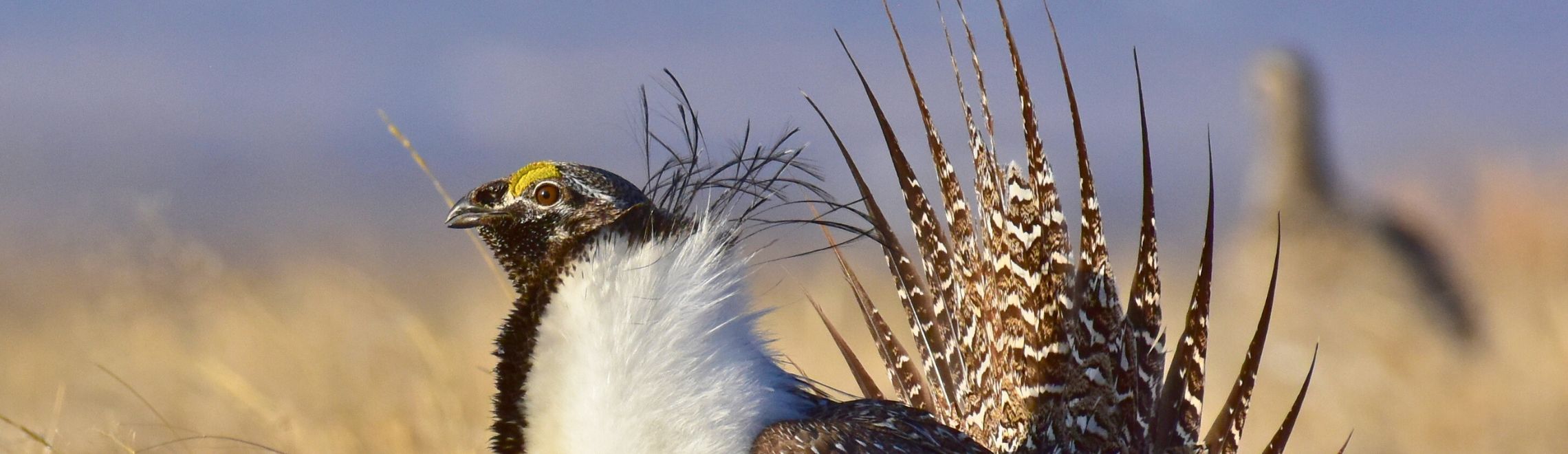 Greater sage grouse close-up