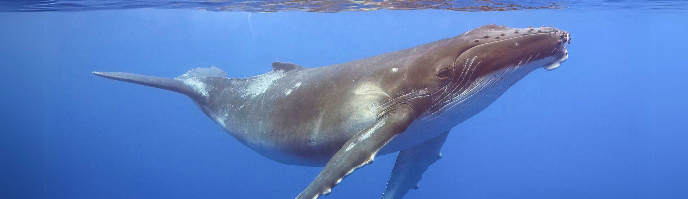 Humpback whale calf