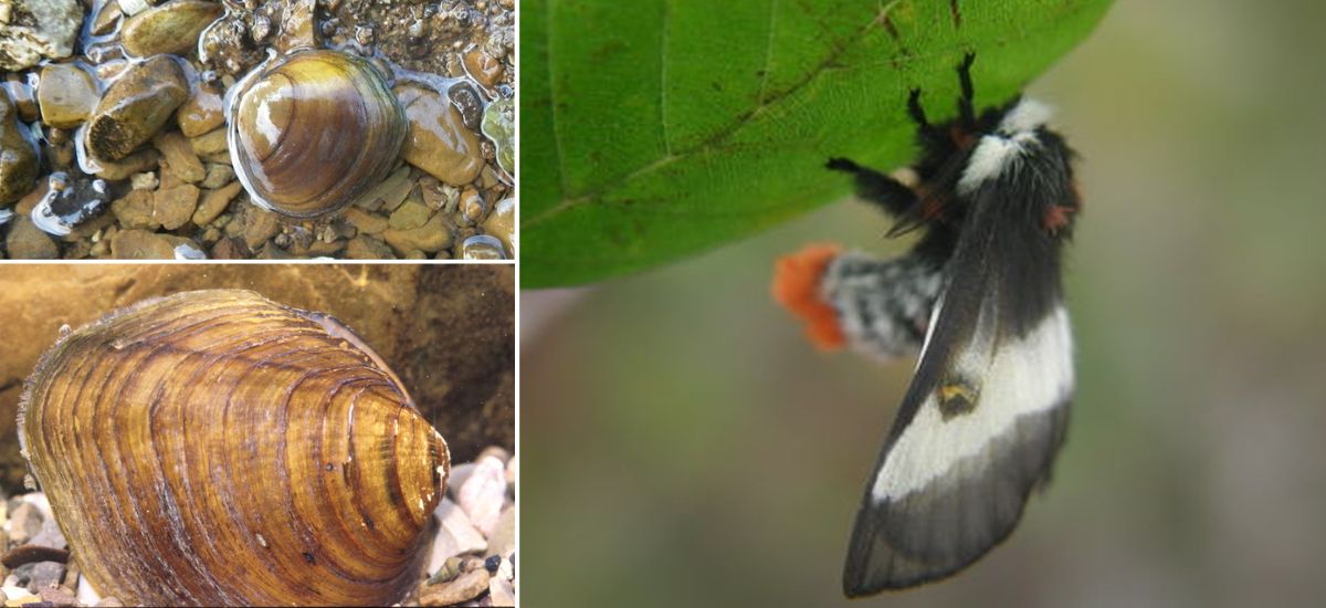 Round hickorynut and longsolid mussels, and bog buck moth