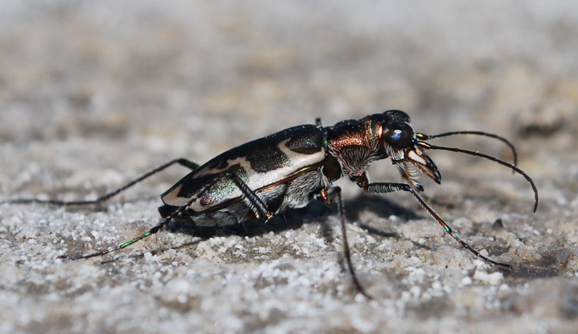 Close-up of an iridescent Salt Creek tiger beetle standing on dirt