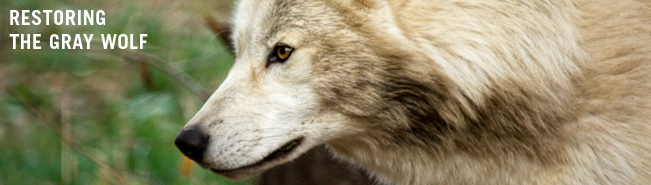 Video: Join the Fight for Wolves