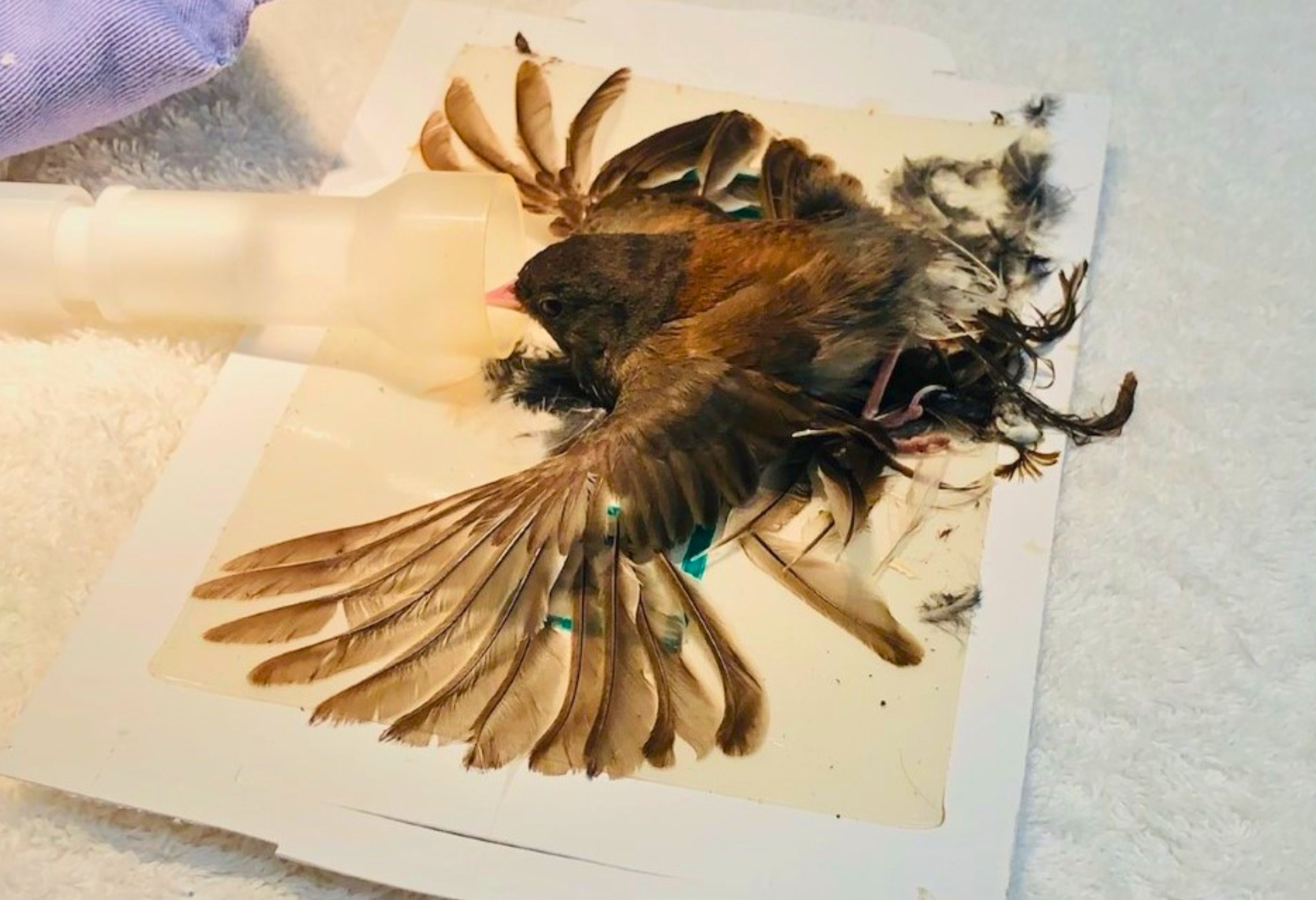 small bird stuck on a glue trap with wings spread