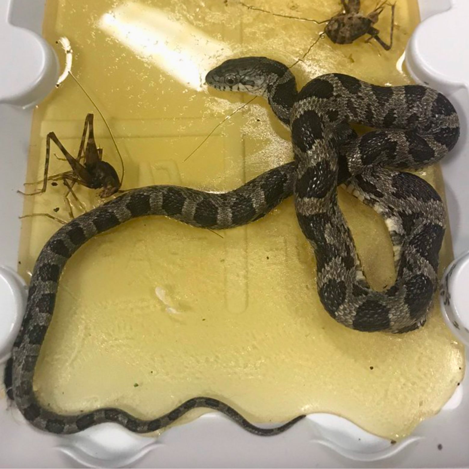 Small eastern rat snake stuck in a glue trap with dead grasshoppers