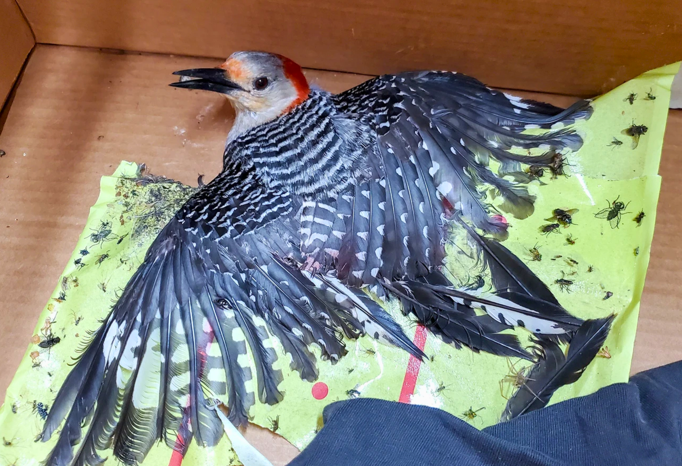 Northern flicker bird with red head and spread-out spotted wings stuck in a glue trap