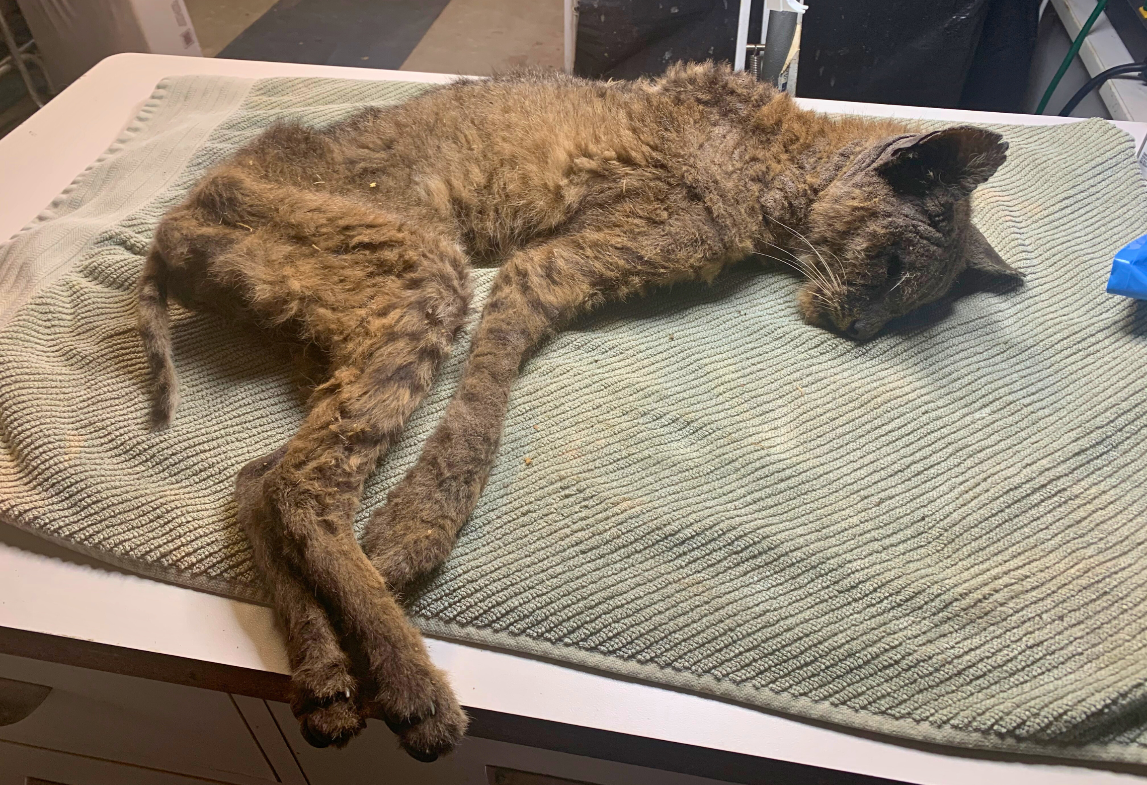 Sick bobcat with little fur lying on a blanket