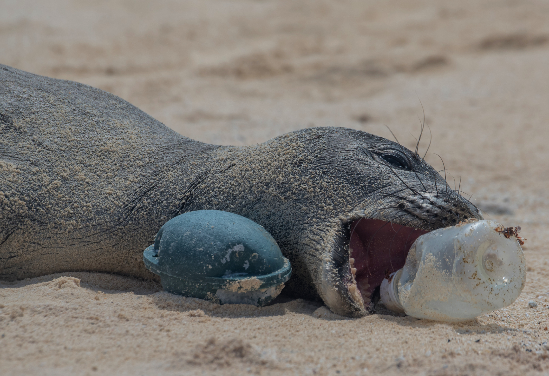 seal lying in sand trying to eat a plastic water bottle