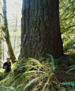 Oregon old growth