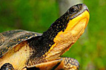 Blanding's turtle