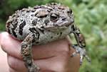 Boreal toad