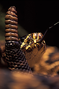 Eastern diamondback rattlesnake