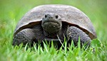 Eastern gopher turtle
