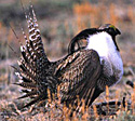Gunnison sage grouse