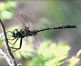 Hine's emerald dragonfly
