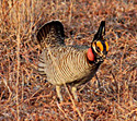 Lesser prairie chicken