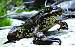 Mountain yellow-legged frog