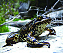 Mountain yellow-legged frog