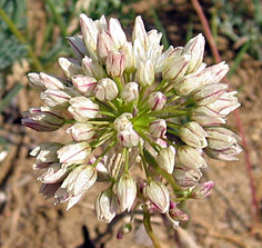 Munz's onion
