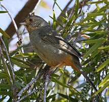 California towhee