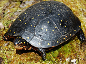 Spotted turtle