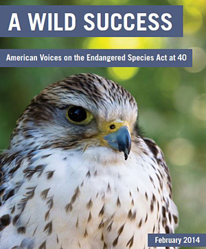 A Wild Success