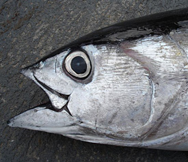 Bigeye tuna