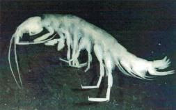 Culver's amphipod