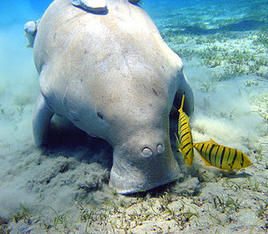 Dugong