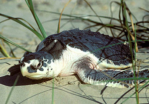 Kemp's Ridley sea turtle