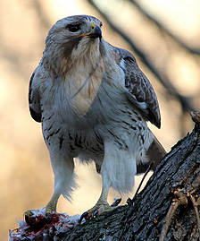 Pale Male