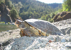 Western pond turtle