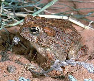 Arizona toad