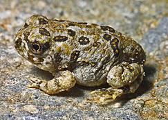 Arroyo toad