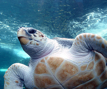 Loggerhead sea turtle