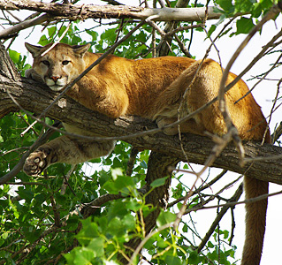 Cougar