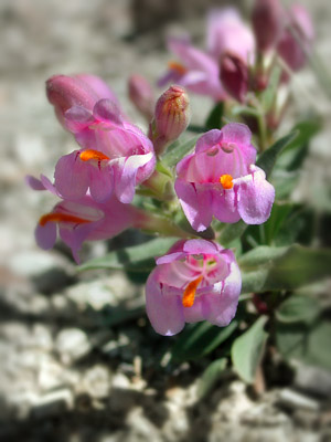Graham's beardtongue