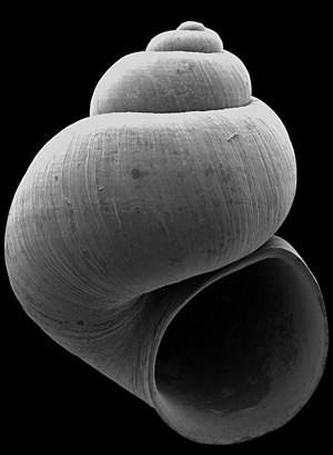 Spring Mountains springsnail