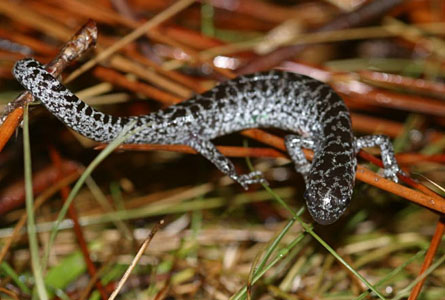 Reticulated flatwoods salamader