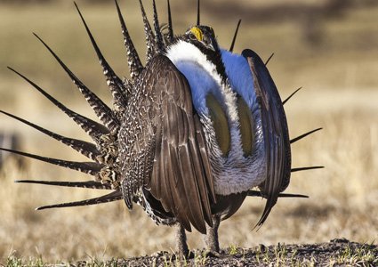 Greater sage grouse