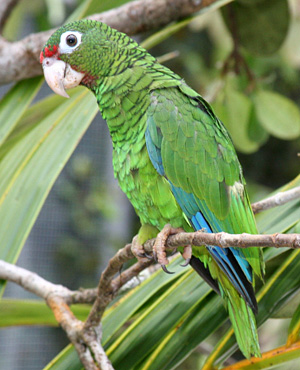 Puerto Rican parrot